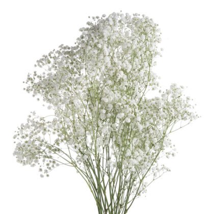 Snowball Xlence Gypsophilia