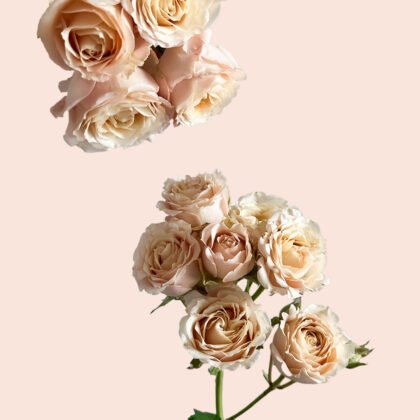 Sahara Sensation Spray Rose