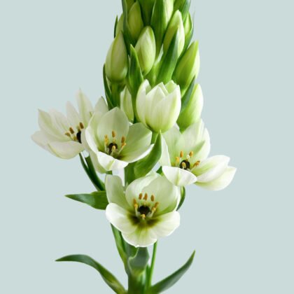White Ornithogalum