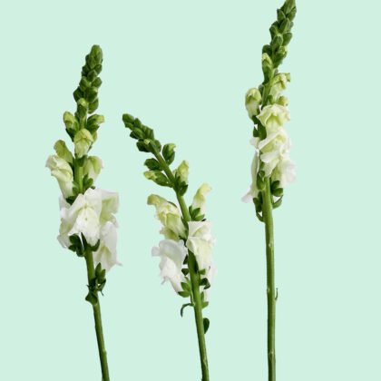 Snapdragon White